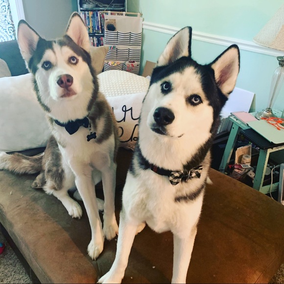 Meet your Posher, Erica - Picture 3 of 5